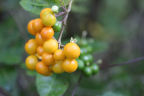 Photo of a close-up of a bunch of yellow spherical pods on a plant