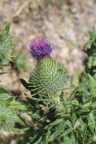 Photo of a cactus with a spiky purple bloom