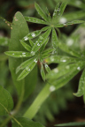 Photo of long thin blades of a flower covered in droplets of water