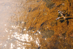 Photo looking down into a hot spirng with a light brown bottom and sunlight rippling on the water's surface 